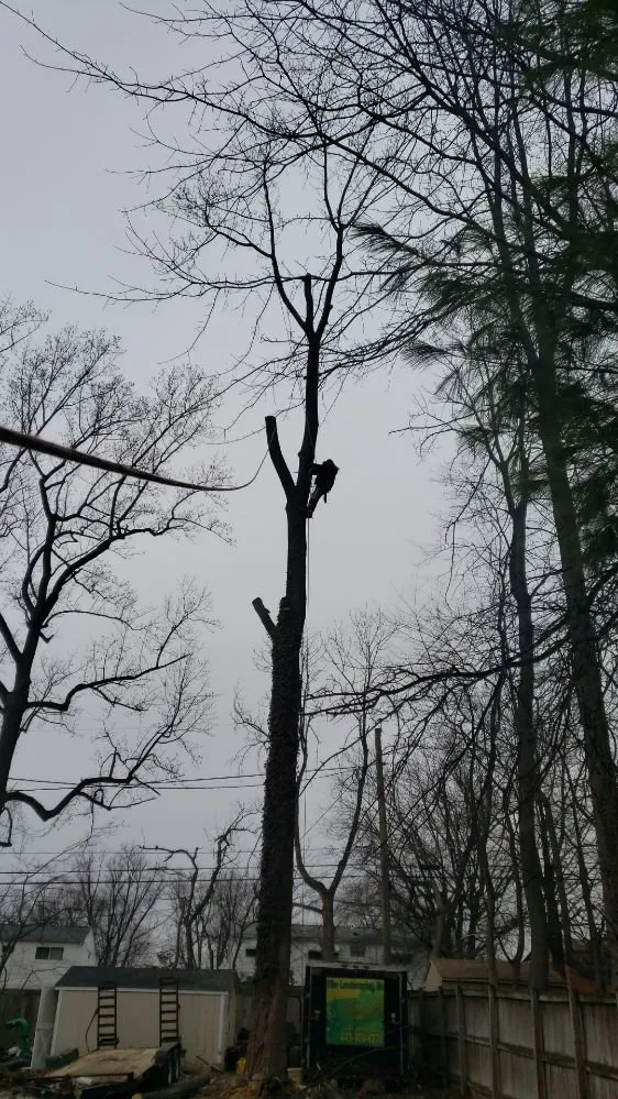 Professional residential landscaping in Baltimore, MD - Yibo Landscaping