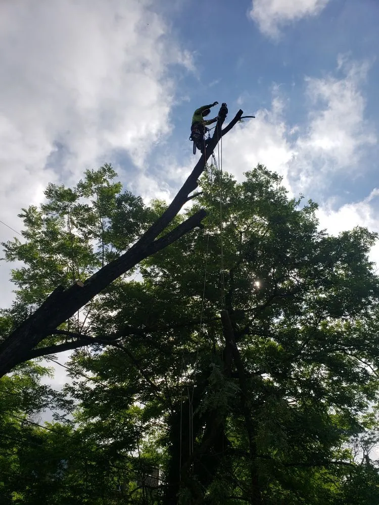 Trusted lawn care service in Baltimore, MD by Yibo Landscaping