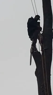 Yibo Landscaping Logo