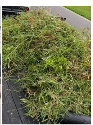 Affordable yard cleanup service experts serving Ocala, FL - Yireh Yahweh Landscape