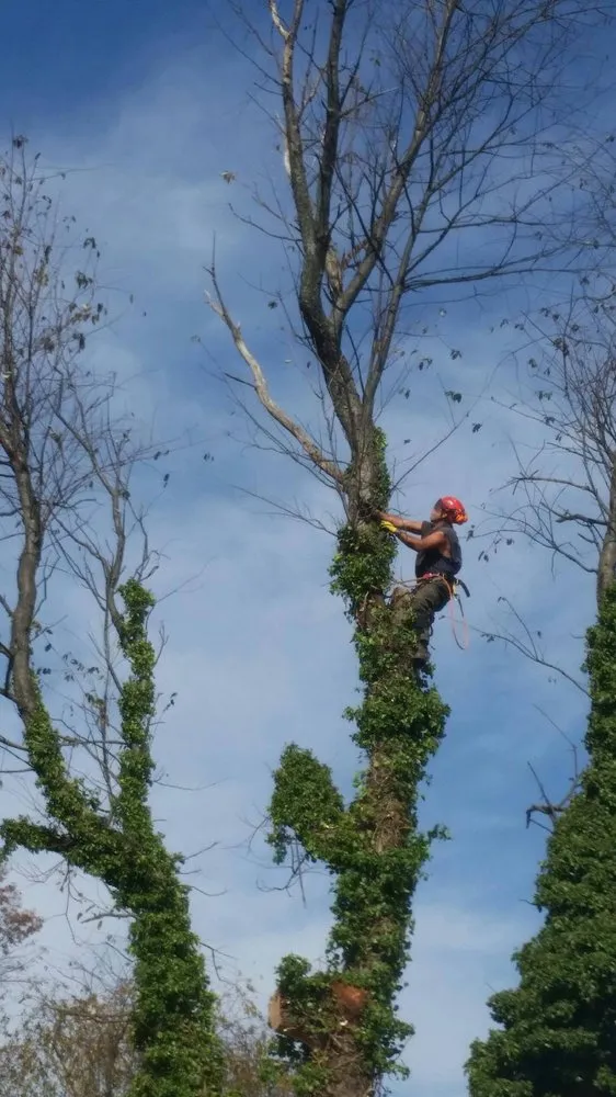 Expert lawn mowing service experts serving Owings Mills, MD - Y&L Landscaping