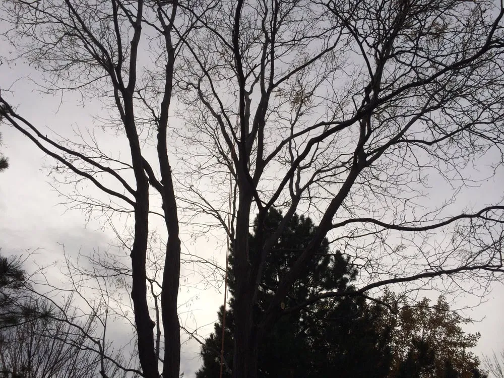 Custom lawn care service in Castle Rock, CO - YMS Landscaping & Concrete