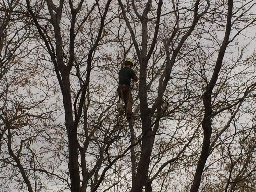 Reliable landscaping services for outdoor upgrades in Castle Rock, CO by YMS Landscaping & Concrete