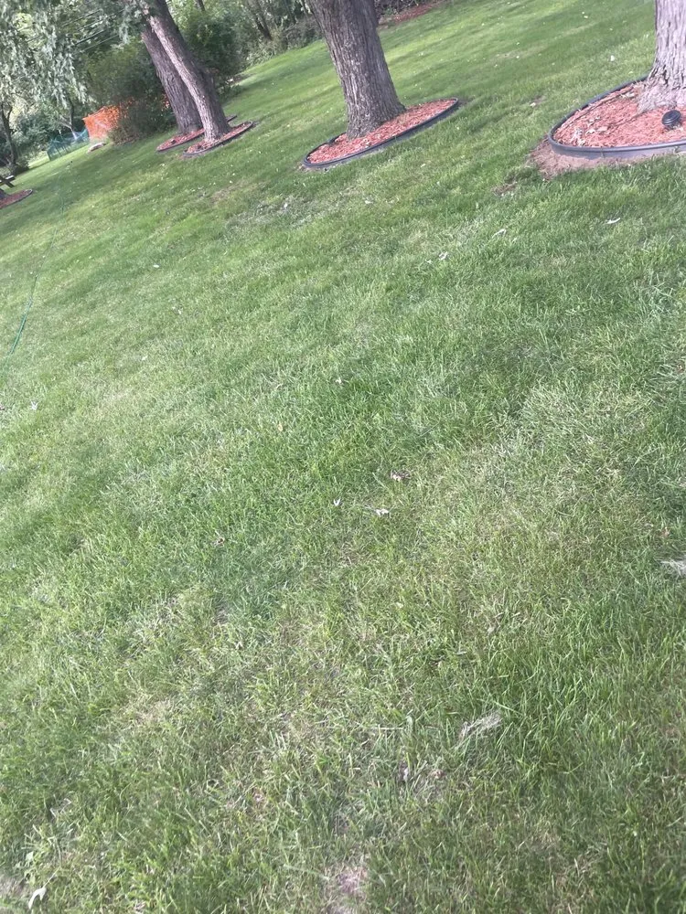 Local lawn care service for beautiful yards in Detroit, MI by YnM Landscaping