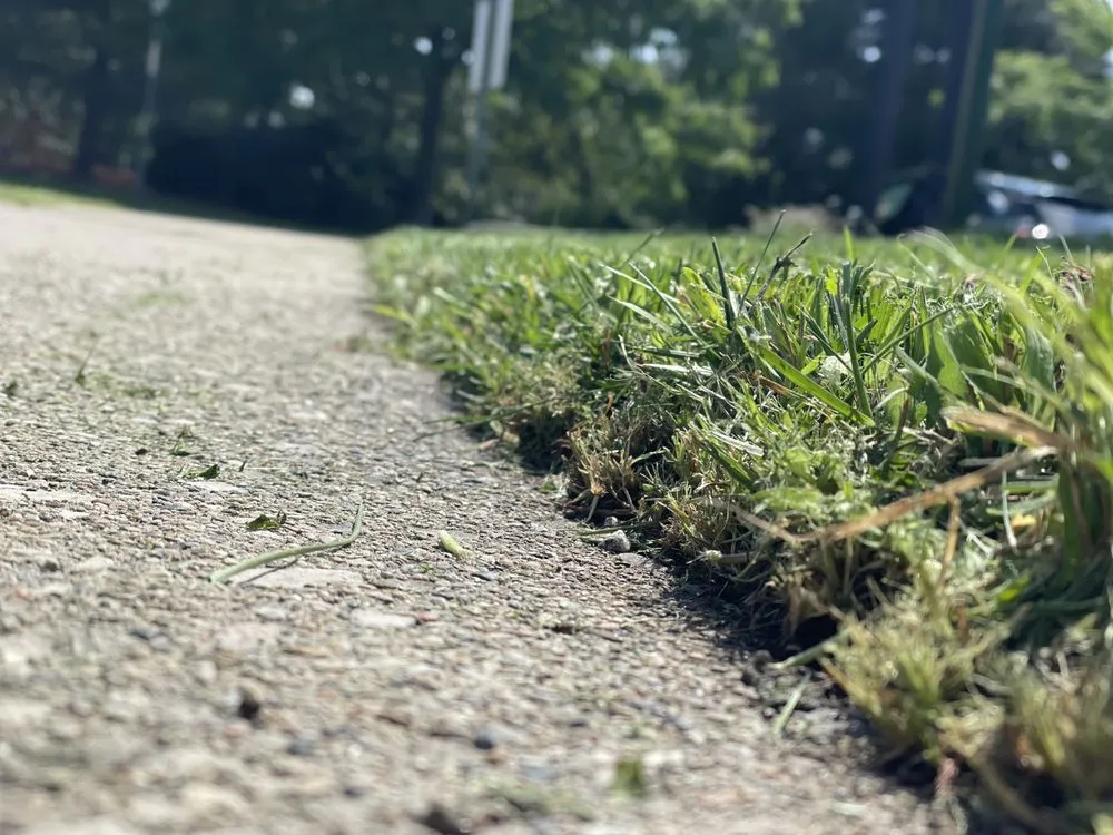 Custom yard cleanup service in Detroit, MI - YnM Landscaping