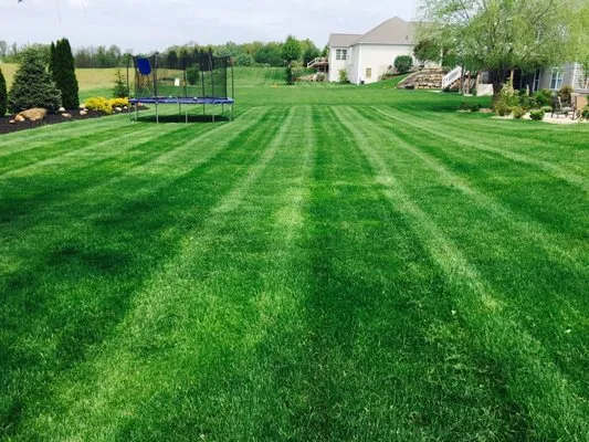 Yo Lawns & Landscaping Logo