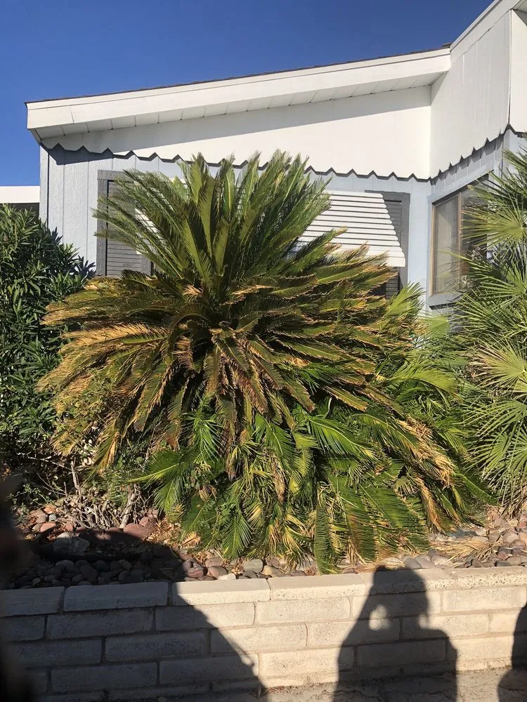 Expert landscape installation experts serving Las Vegas, NV - Yocmar Lawn Services