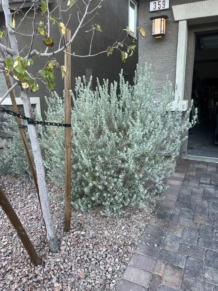 Reliable yard maintenance experts serving Las Vegas, NV - Yocmar Lawn Services