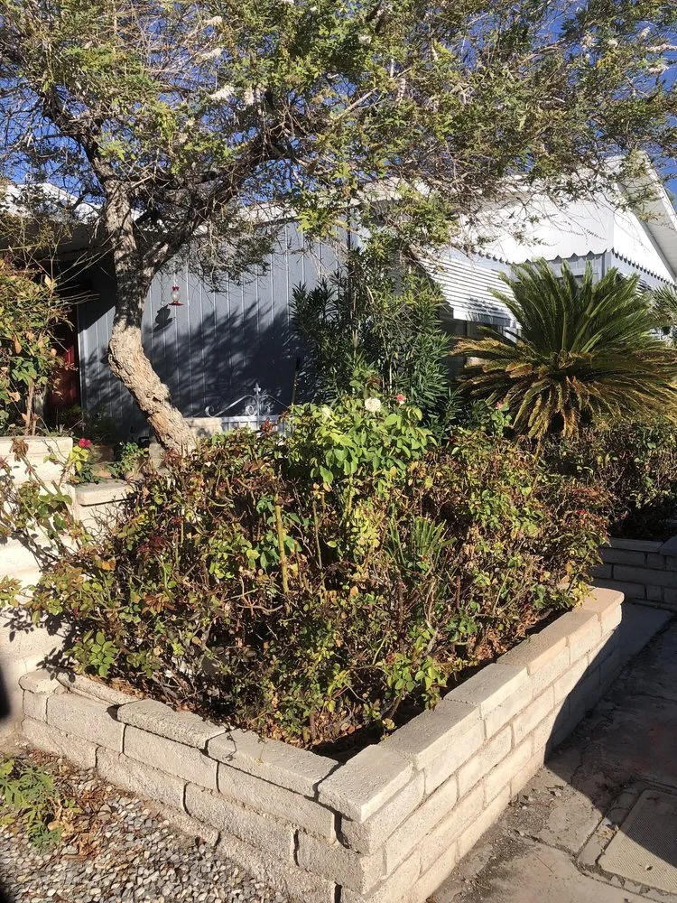 Reliable yard cleanup service in Las Vegas, NV by Yocmar Lawn Services