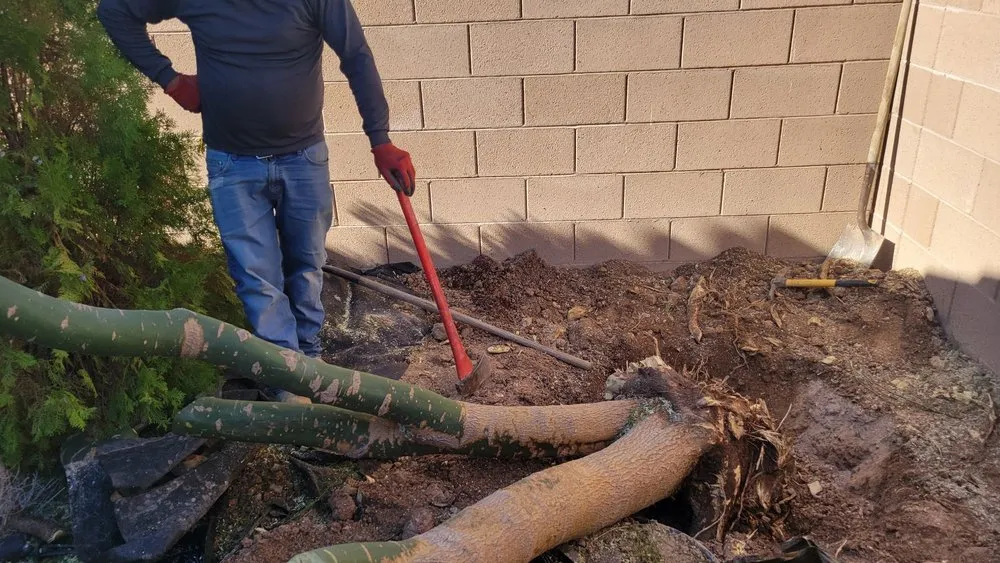 Professional yard cleanup service in Las Vegas, NV - Yocmar Lawn Services