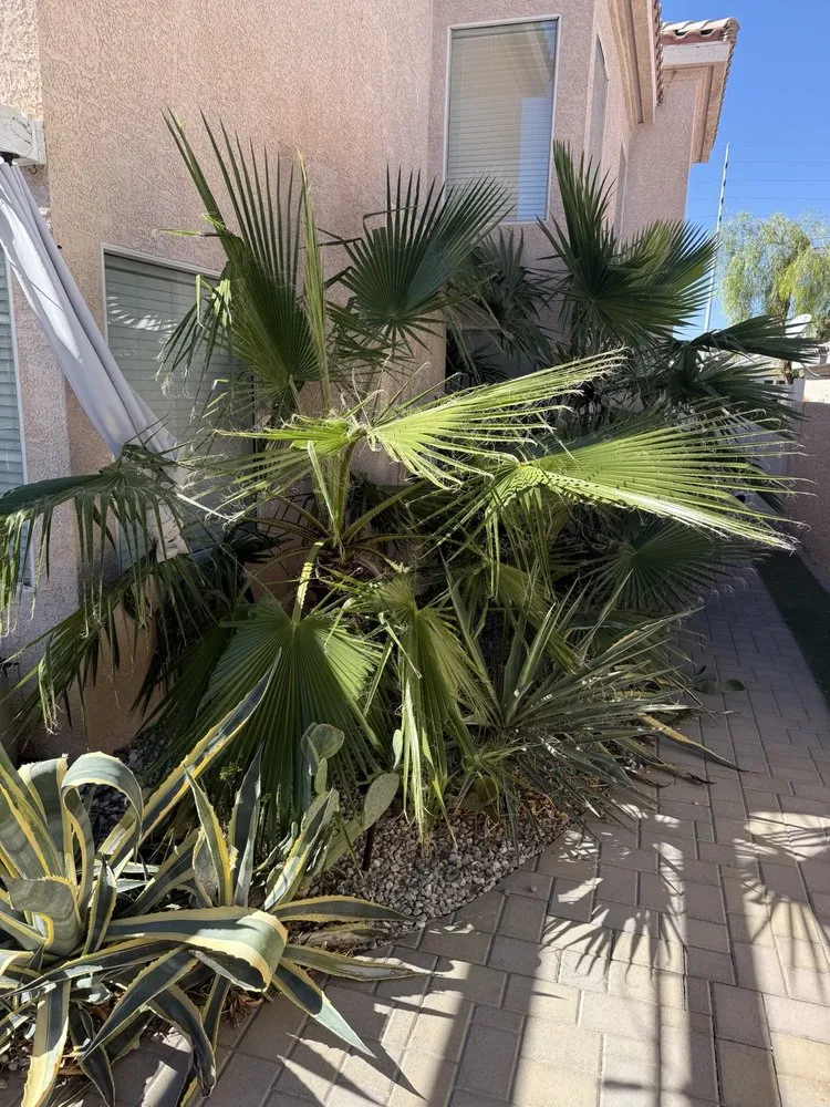 Affordable lawn mowing service for year-round maintenance in Las Vegas, NV by Yocmar Lawn Services