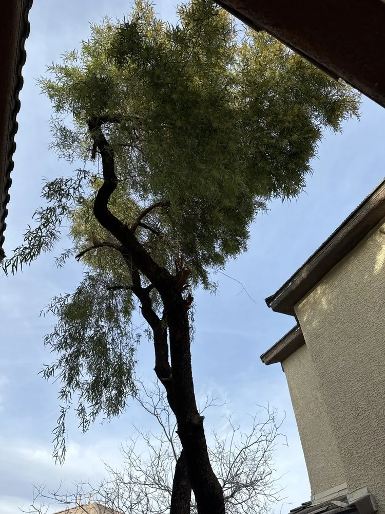 Expert residential landscaping experts serving Las Vegas, NV - Yocmar Lawn Services