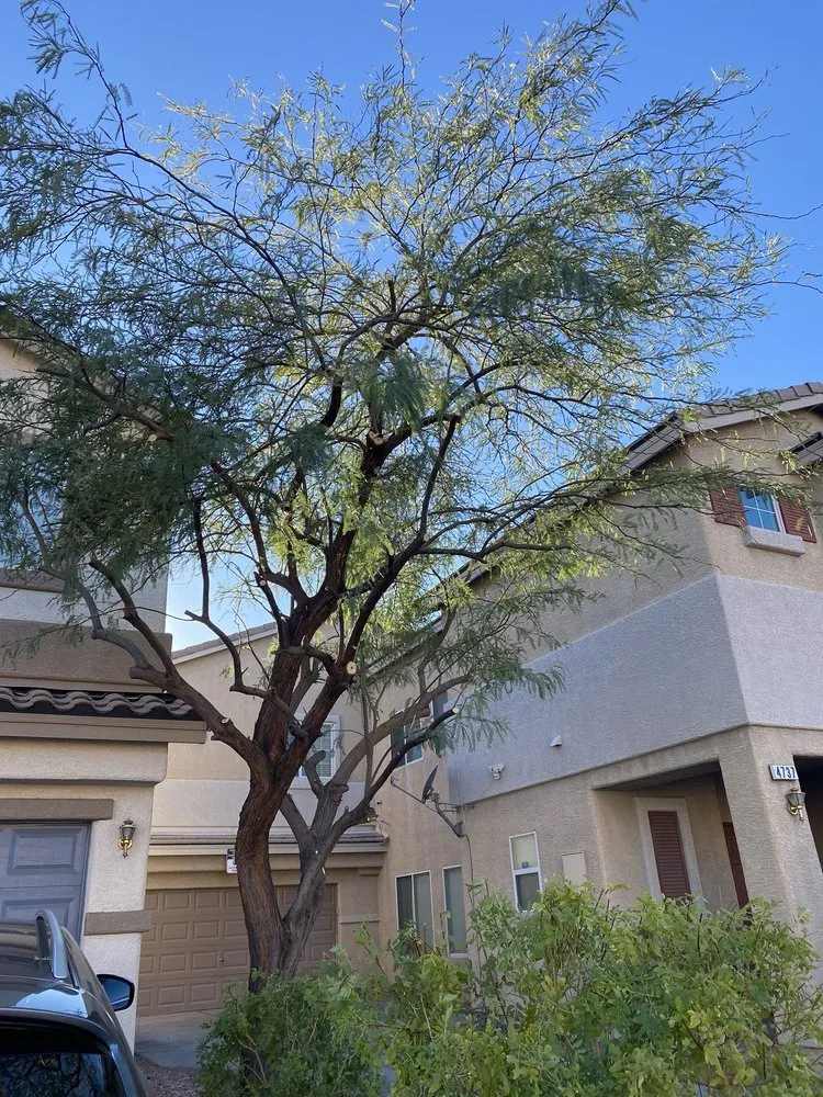 Top-rated residential landscaping in Las Vegas, NV by Yocmar Lawn Services