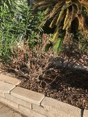 Yocmar Lawn Services Logo