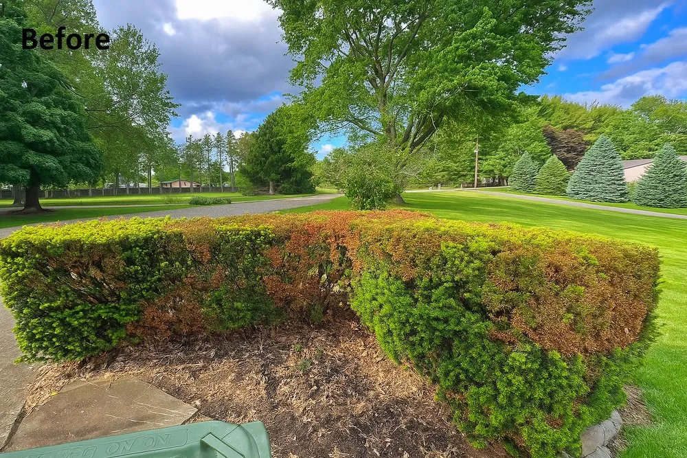Expert yard cleanup service in Geneseo, IL by Yoder Advance Landscaping