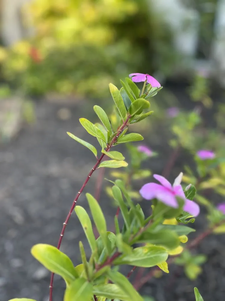 Affordable outdoor landscaping in Sarasota, FL - Yoders Tree And Landscaping