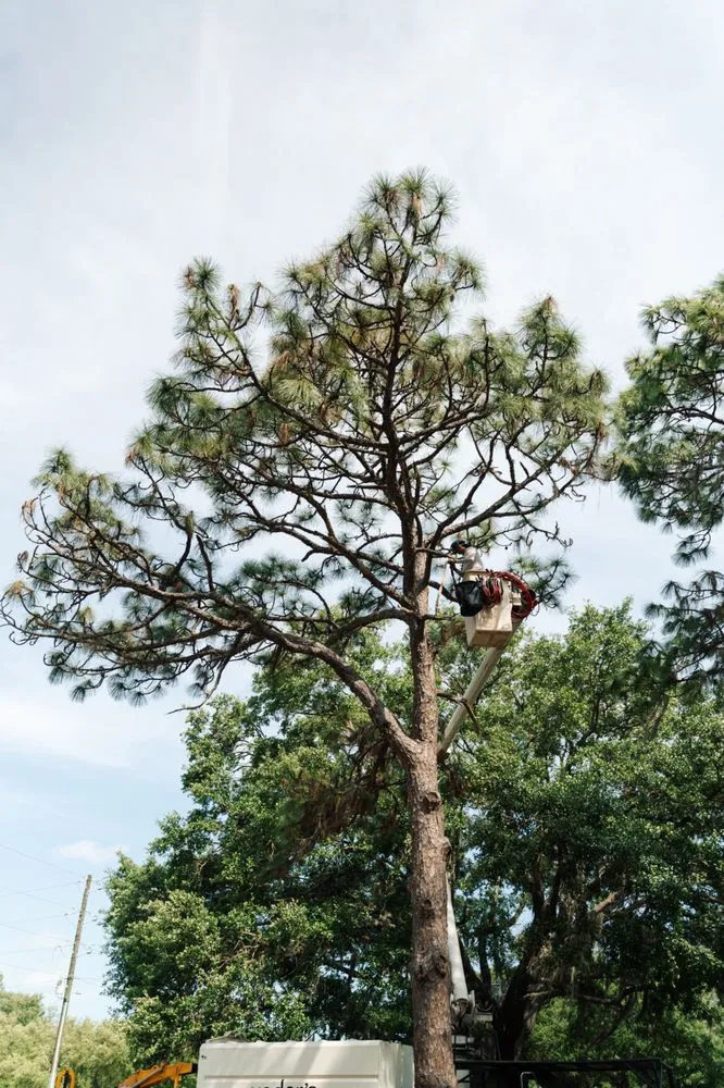 Top-rated lawn mowing service for outdoor upgrades in Sarasota, FL by Yoders Tree And Landscaping