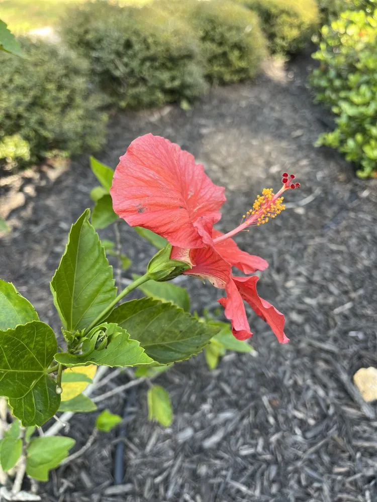 Custom yard maintenance for homes in Sarasota, FL by Yoders Tree And Landscaping