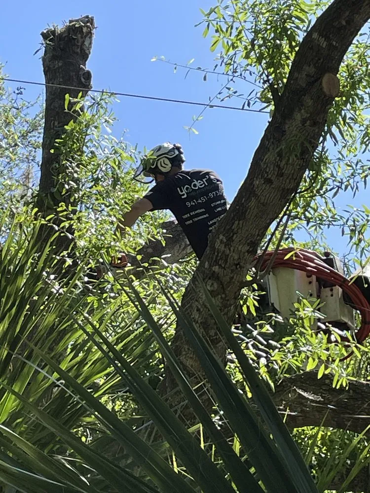 Affordable lawn mowing service for year-round maintenance in Sarasota, FL by Yoders Tree And Landscaping