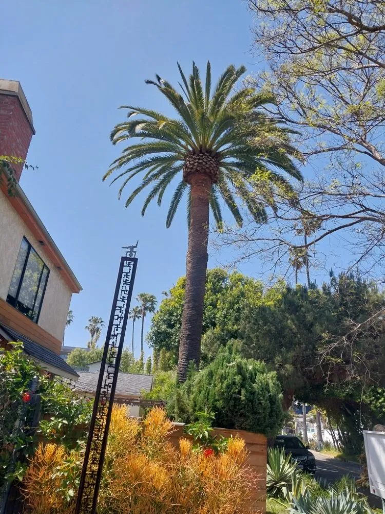 Top-rated yard cleanup service in Inglewood, CA by Yogi's Landscaping