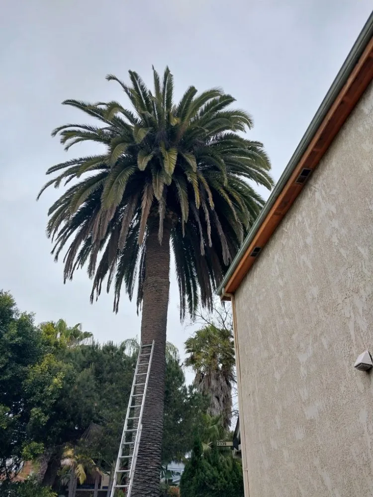 Professional outdoor landscaping in Inglewood, CA - Yogi's Landscaping