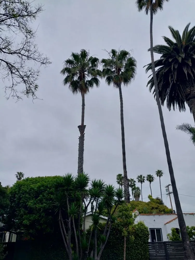 Affordable landscape design in Inglewood, CA - Yogi's Landscaping