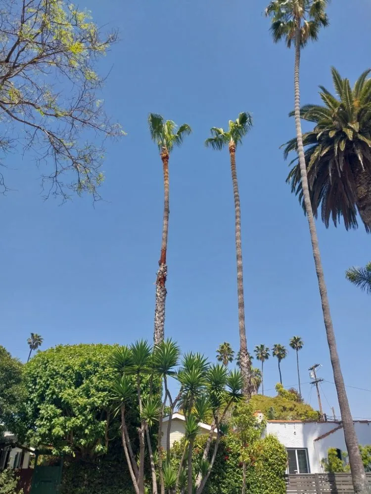 Professional garden landscaping for beautiful yards in Inglewood, CA by Yogi's Landscaping