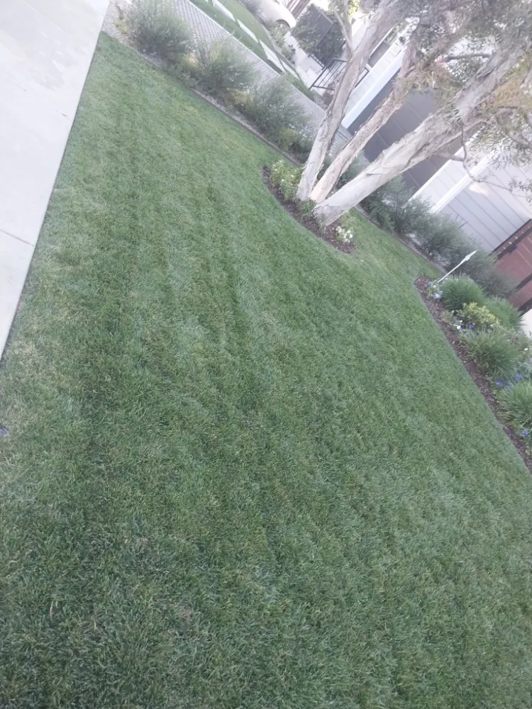 Trusted yard cleanup service with custom design in Inglewood, CA by Yogi's Landscaping