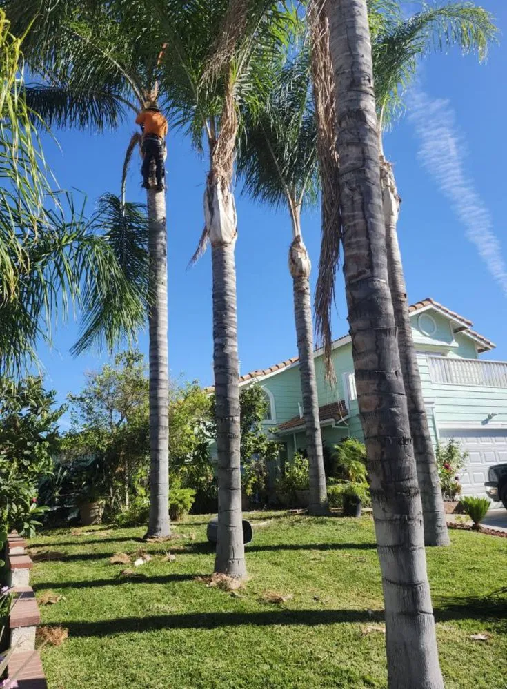 Professional landscape design in Perris, CA by Yordany Tree Service and Landscaping