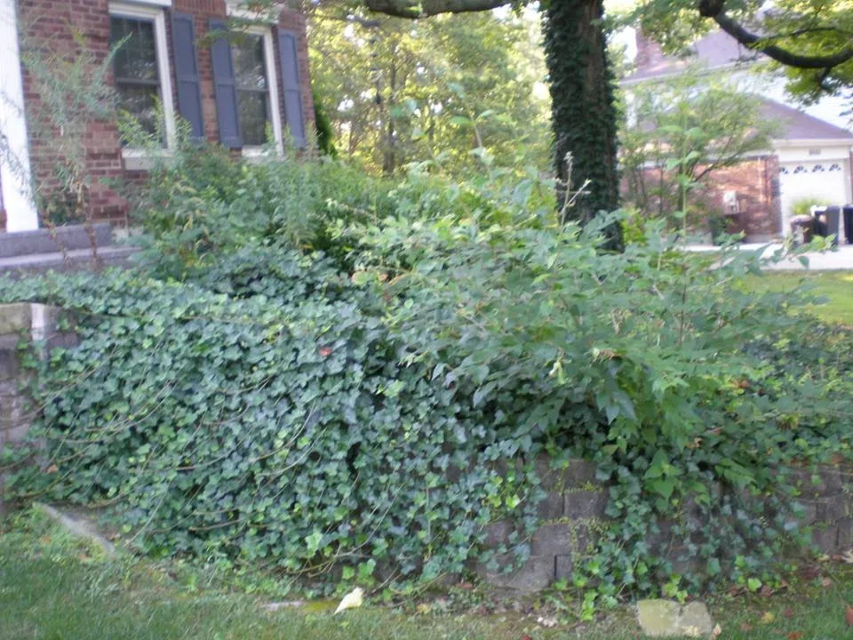Trusted yard maintenance experts serving York Haven, PA - York Haven Home Improvements