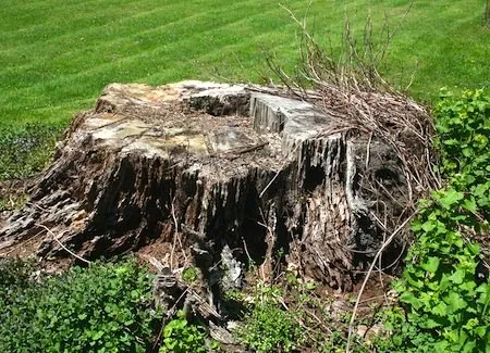 Affordable landscape installation for homes in East Bethel, MN by York Landscaping & Tree Service