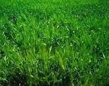 Expert yard cleanup service in Windsor, PA - Yorktowne Lawns