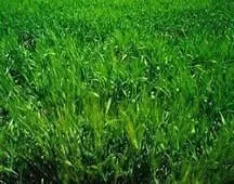 Professional lawn care service in Windsor, PA - Yorktowne Lawns