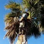 Reliable landscape design for homes across Belton, TX - Yosef Tree Service and Landscape