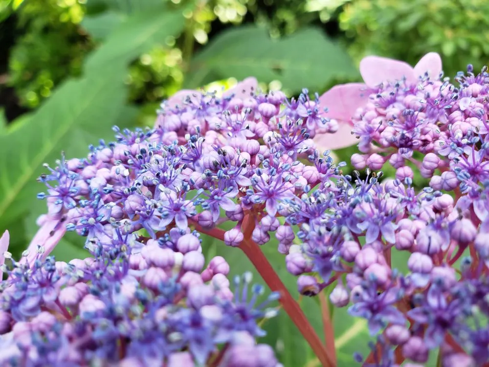 Affordable yard maintenance experts serving Newtown Square, PA - You Buy We Plant