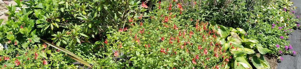 Top-rated landscaping services for residential properties in Newtown Square, PA by You Buy We Plant