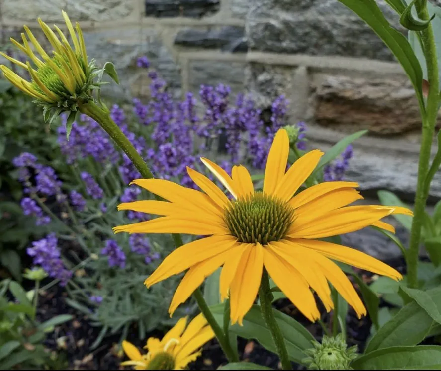 Custom landscape installation near you in Newtown Square, PA by You Buy We Plant