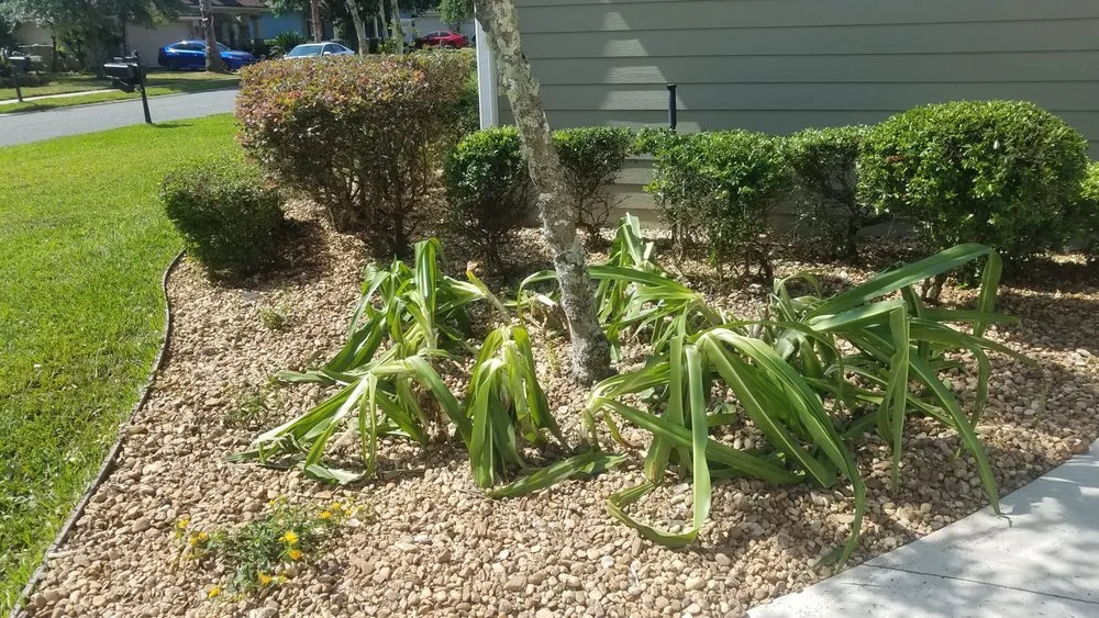 Custom outdoor landscaping with custom design across Green Cove Springs, FL - You got a guy for that Landscaping