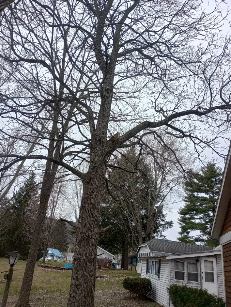 Professional landscaping services for residential properties across Bennington, VT - Young & Son's Tree Care and General Contracting