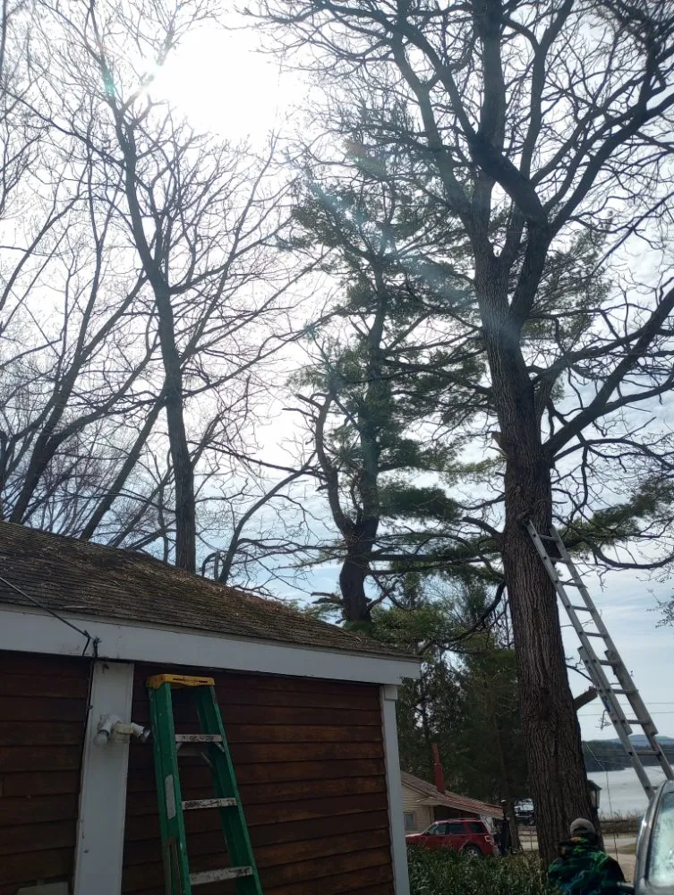 Reliable yard cleanup service for year-round maintenance in Bennington, VT by Young & Son's Tree Care and General Contracting