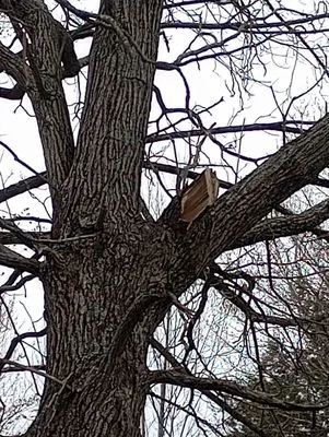 Young & Son's Tree Care and General Contracting