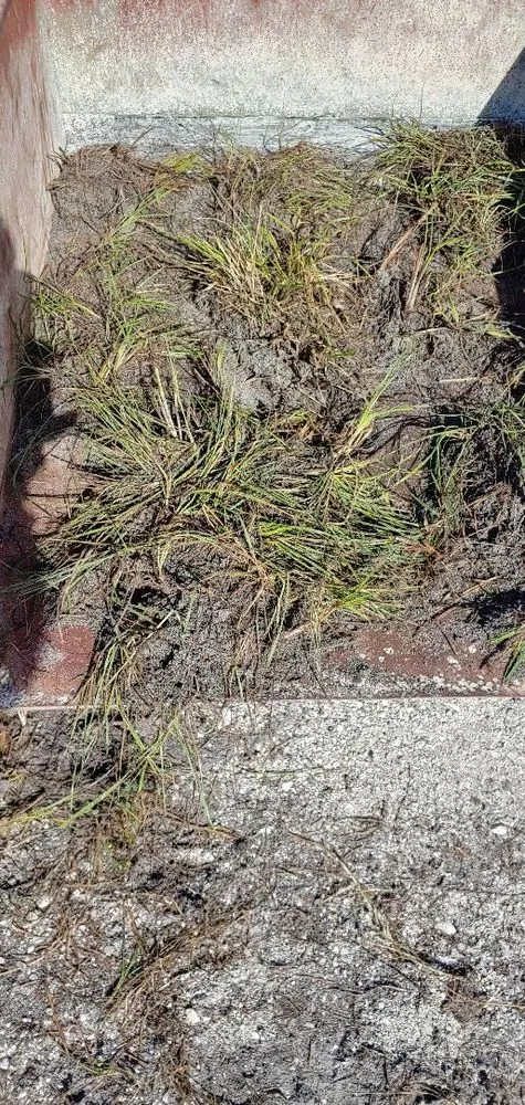 Custom yard maintenance in Venice, FL by Young Acres Sod