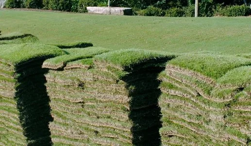 Reliable yard cleanup service in Venice, FL - Young Acres Sod