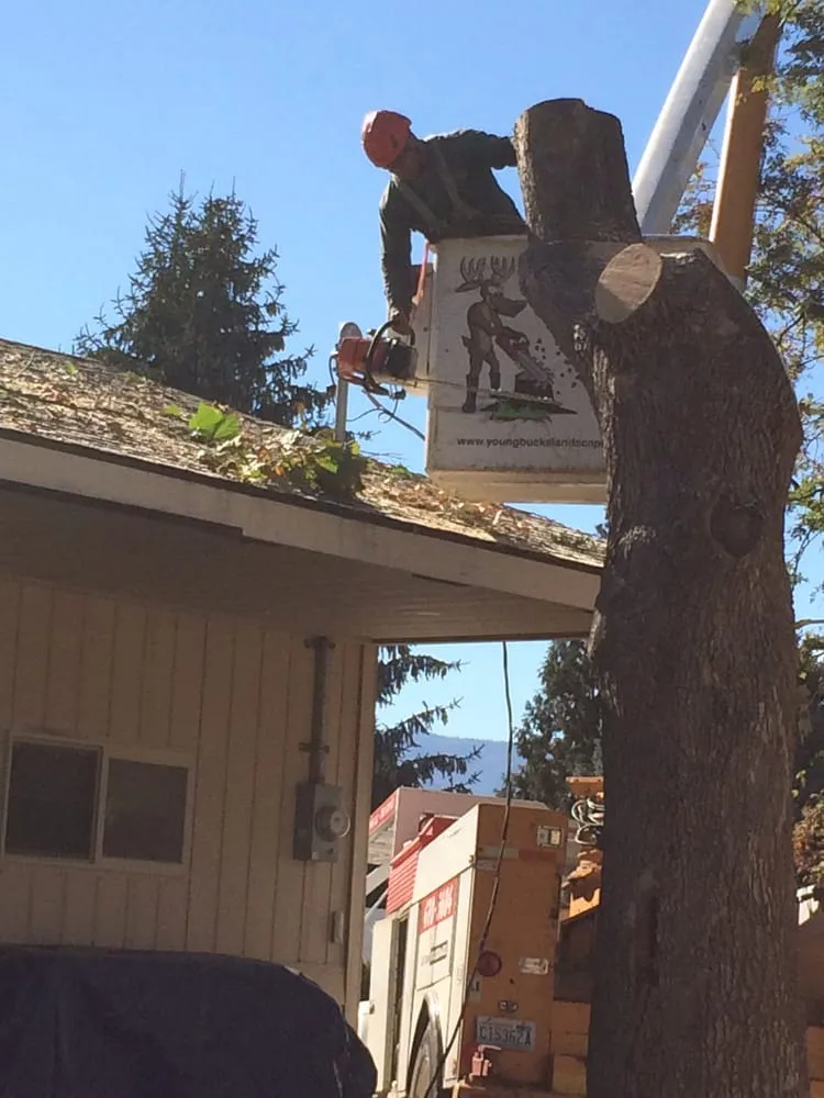 Reliable yard maintenance experts serving Wenatchee, WA - Young Bucks Landscaping & Tree Service