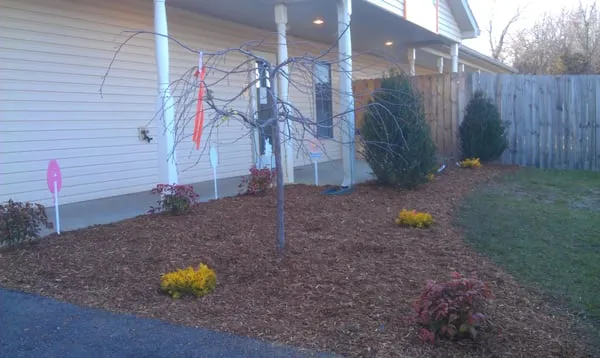 Young Creation Care And Landscaping