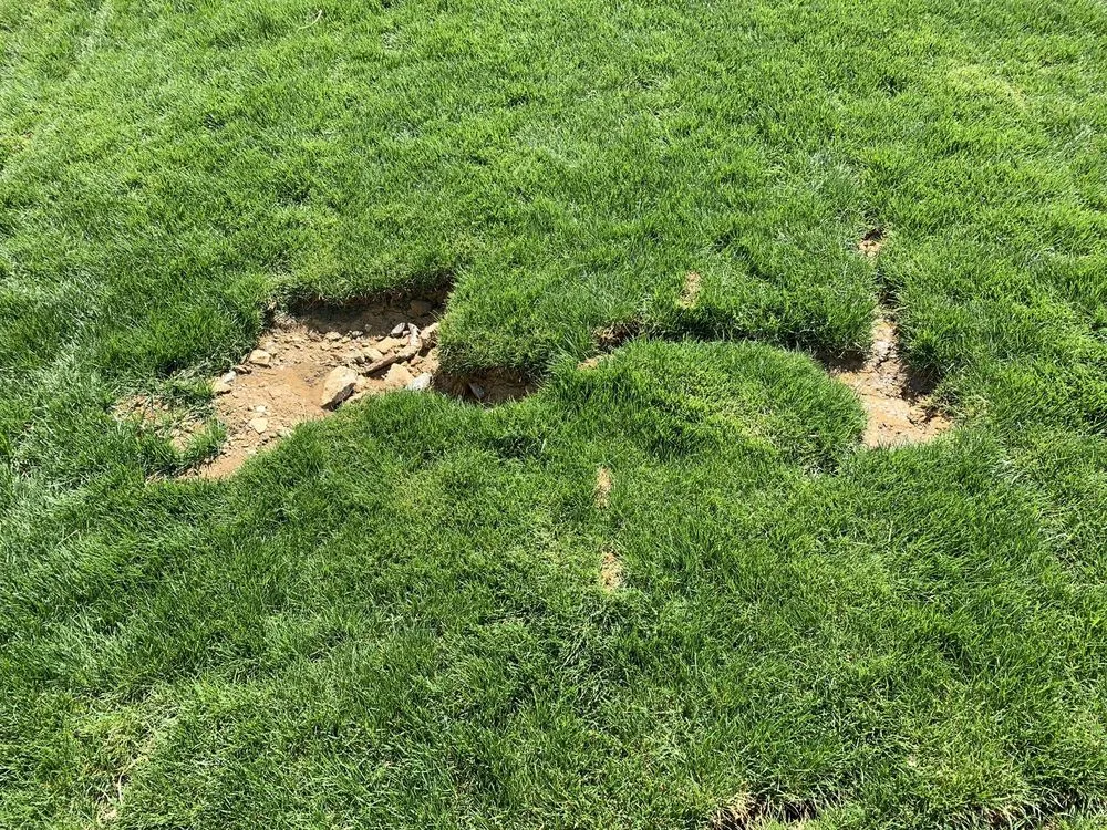 Local landscape installation in Cincinnati, OH - Young Entrepreneur Landscaping