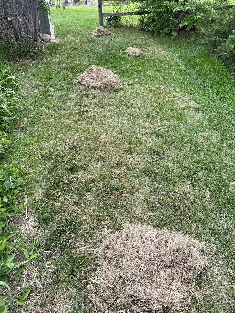 Top-rated lawn care service for year-round maintenance across Denver, CO - Young Landscaping