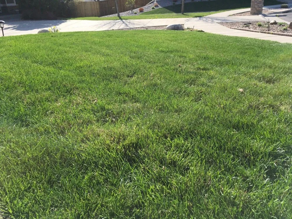 Trusted lawn care service for beautiful yards across Denver, CO - Young Landscaping