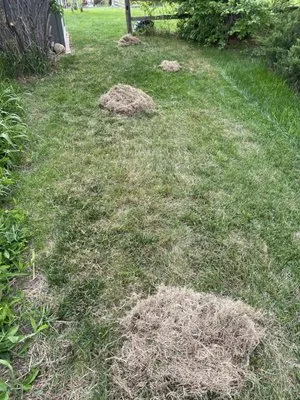 Young Landscaping Logo