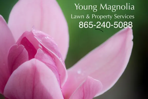 Young Magnolia Lawn & Property Services Logo